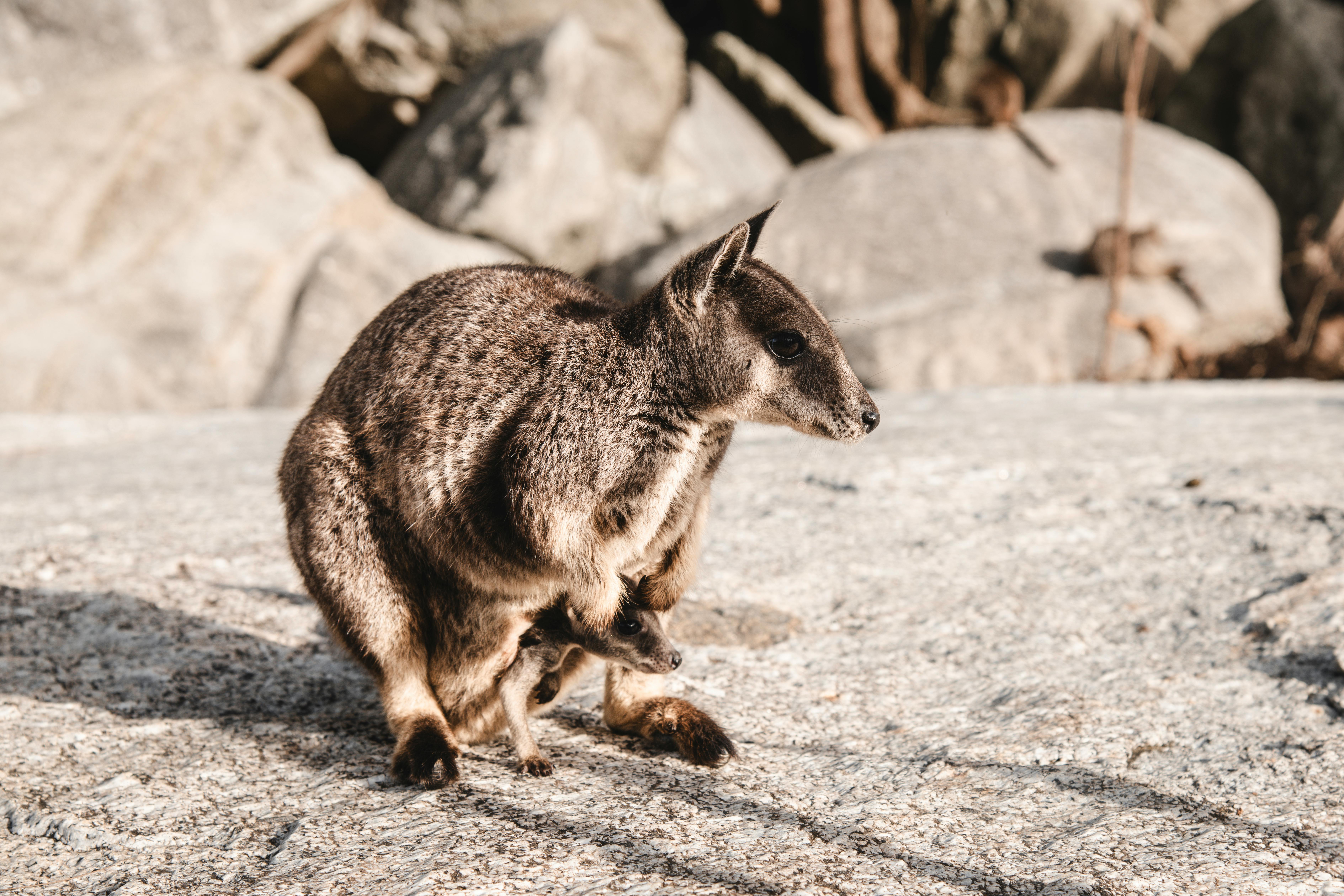 australie